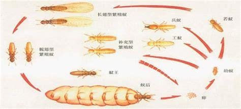 白蚁防治方法