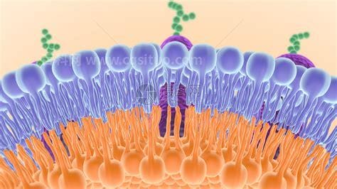 细胞膜的功能