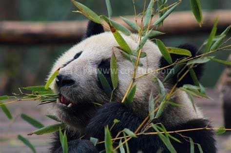 熊猫为什么喜欢吃竹子