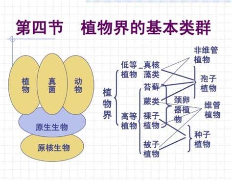 动植物分类