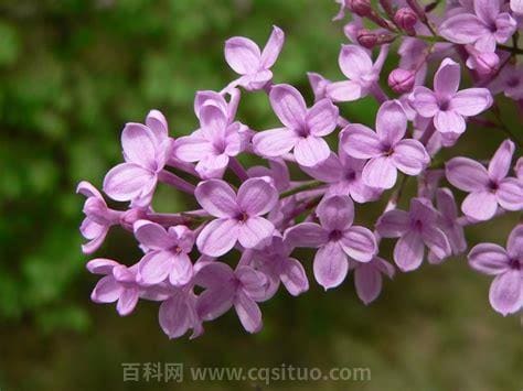 丁香花是什么颜色