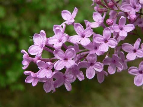 丁香花是什么颜色