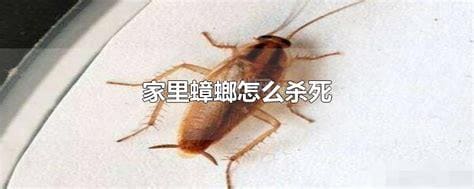 家里蟑螂怎么杀死