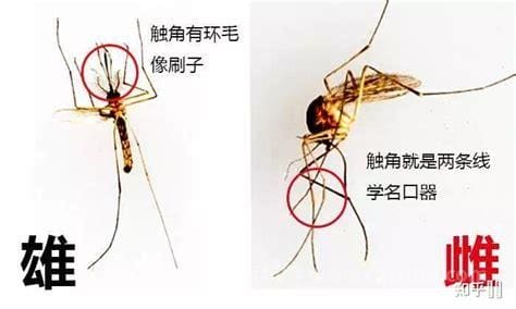 公蚊子和母蚊子的区别 公蚊子和母蚊子有啥区别