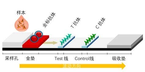 什么是抗原检测