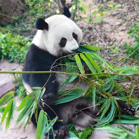 大熊猫吃什么食物 大熊猫一般吃什么食物