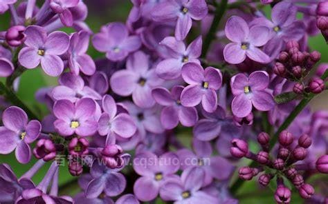 丁香花的花语是什么