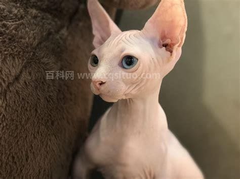 猫咪的品种有多少分别叫什么