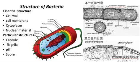 大肠杆菌是真核还是原核