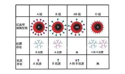 b型血的人是什么性格