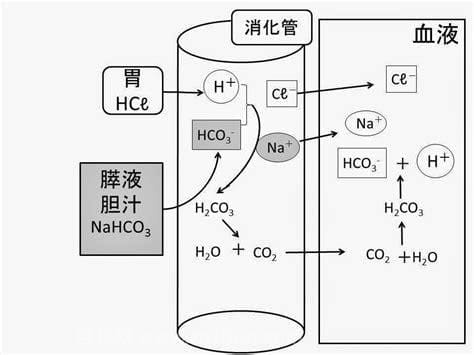 胃酸化学式