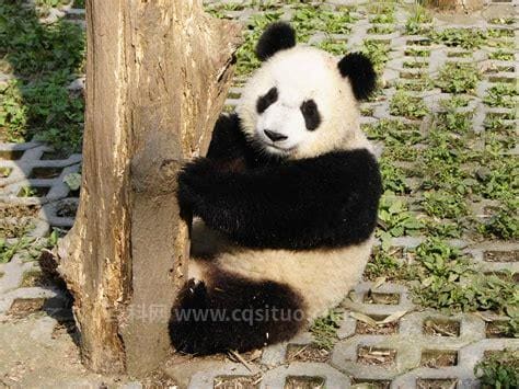 国宝大熊猫的资料介绍 关于大熊猫的简介
