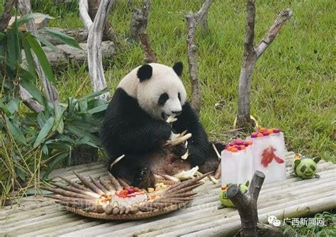 熊猫吃什么食物 熊猫吃的食物介绍