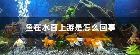 鱼在水面上游是怎么回事 鱼在水面上游的原因