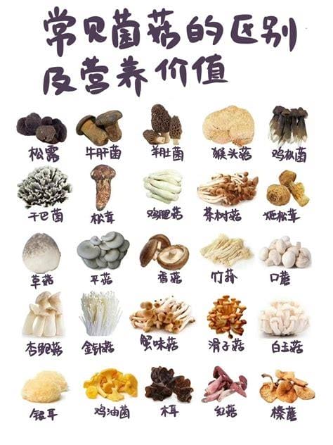 20种常见的食用菌