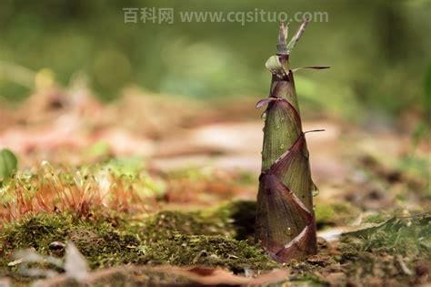 雷笋和春笋的区别