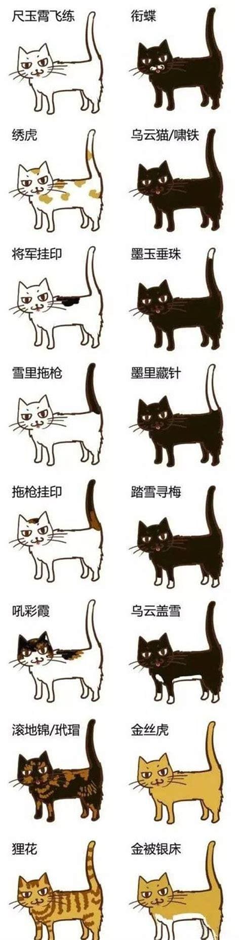 猫取名字带财运 带财运的宠物猫名字