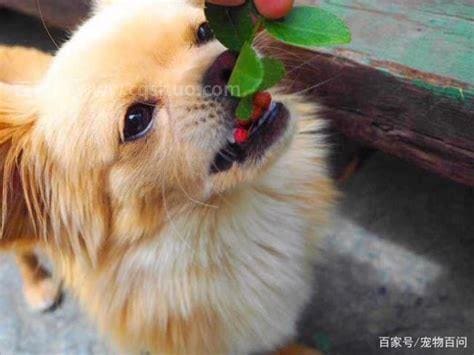 狗能够吃苹果吗 狗吃苹果好吗