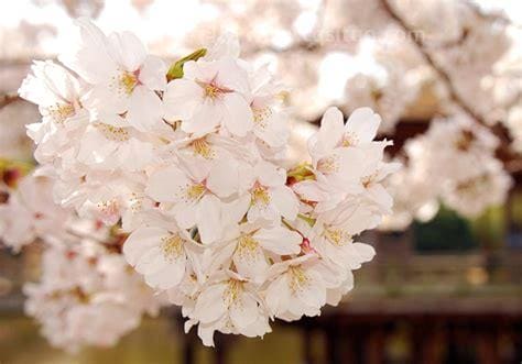 樱花花语及寓意（樱花的花语与象征寓意）