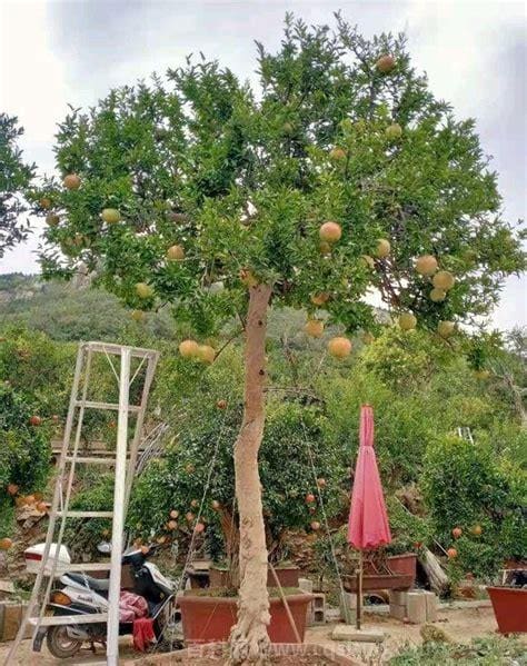 后院栽什么树镇宅旺财 后院种什么树最旺宅