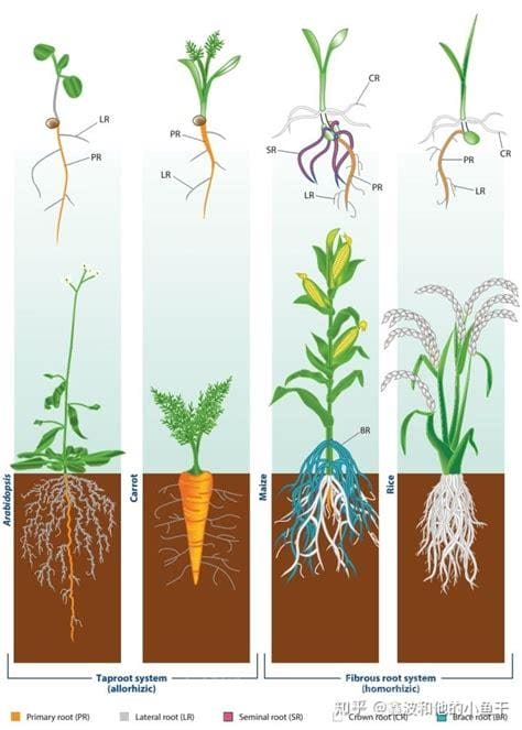 植物的根有什么作用 植物的根作用介绍