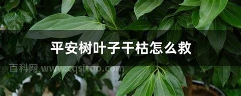 平安树叶子干枯怎么救，平安树叶子枯了怎么救