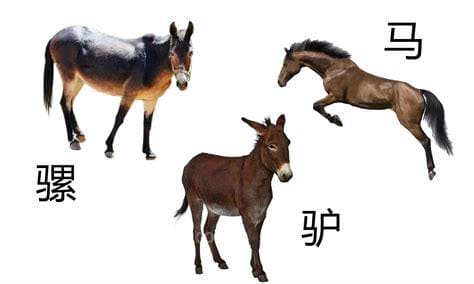 驴和马的杂交种是什么
