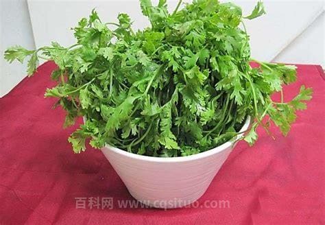 回香菜的功效 回香菜的功效有哪些