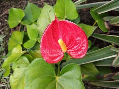 火鹤花资料大全