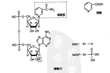 什么是烟酸  烟酸铬的好处