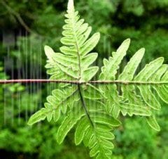 中药通经草的功效与作用及食用方法