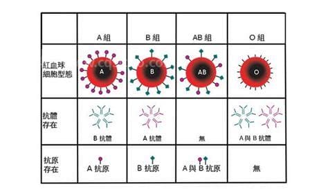 a型血和o型血生的孩子是什么血型 孩子溶血几率大不大