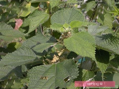 苎麻的功效与作用及食用方法、副作用与禁忌