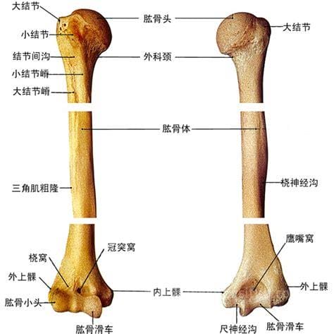 肱骨指的是哪个部位