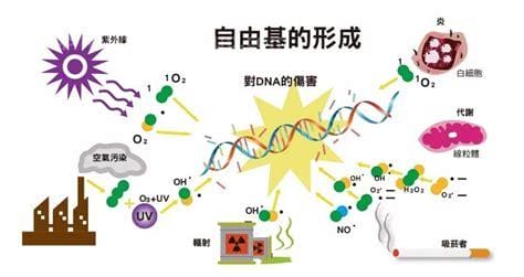 自由基对皮肤的危害