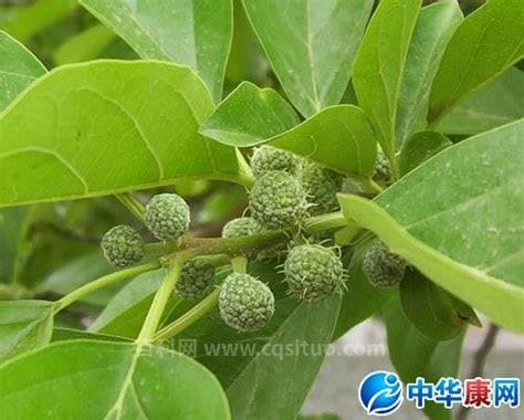 柘木的功效与作用及食用方法、副作用与禁忌