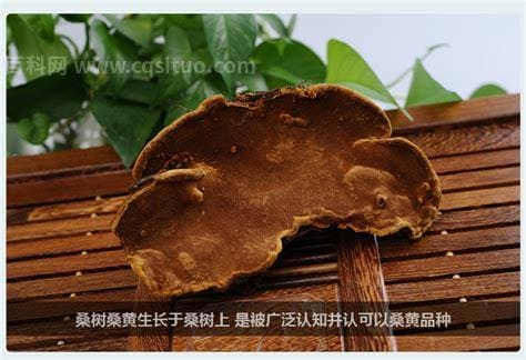 桑黄的功效与作用及食用方法、副作用与禁忌