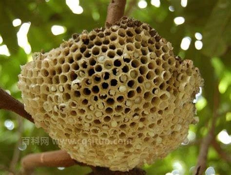 露蜂房的功效与作用及食用方法、副作用与禁忌