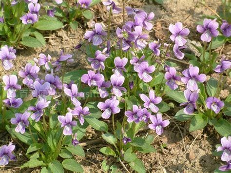 紫花地丁的功效与作用及食用方法,紫花地丁草价格和图片