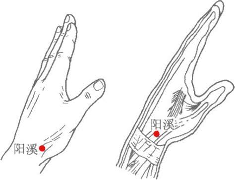 阳溪穴的准确位置图和作用