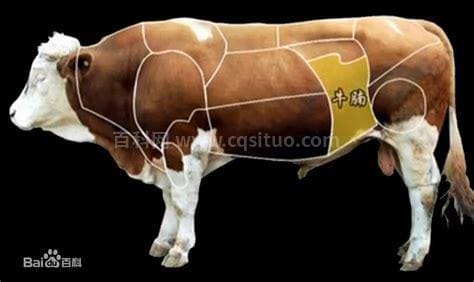 牛腩是牛的哪个部位
