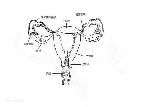 女性内生殖器详细图解