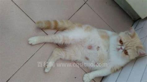 怀孕能养猫吗 怀孕了养猫要注意什么