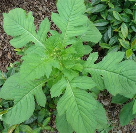 野油麻的功效与作用 野油麻的药用价值