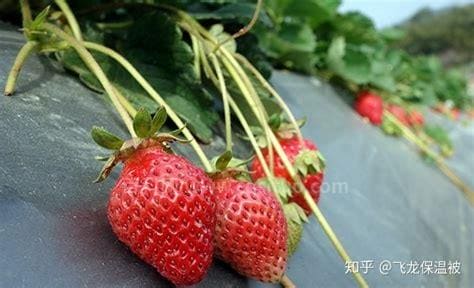 草莓苗什么时候种植最好