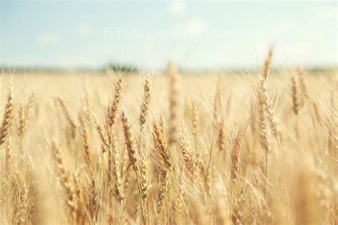 小麦成熟的季节