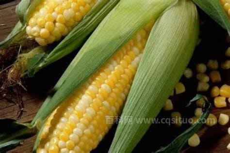 秋玉米种植时间和方法
