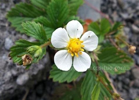 草莓是自花授粉还是异花授粉?