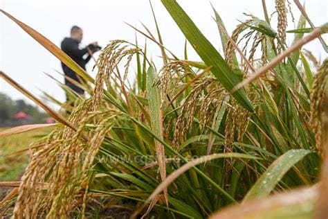 2020年杂交水稻亩产多少斤