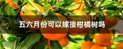 五六月份可以嫁接柑橘树吗